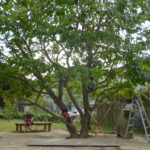 みつばち保育園